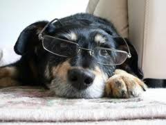 estilo-dog.jpg